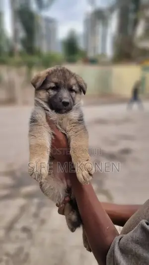 1-3 months Male Purebred German Shepherd