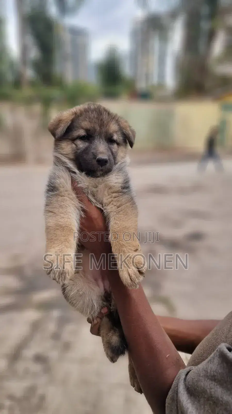 1-3 months Male Purebred German Shepherd