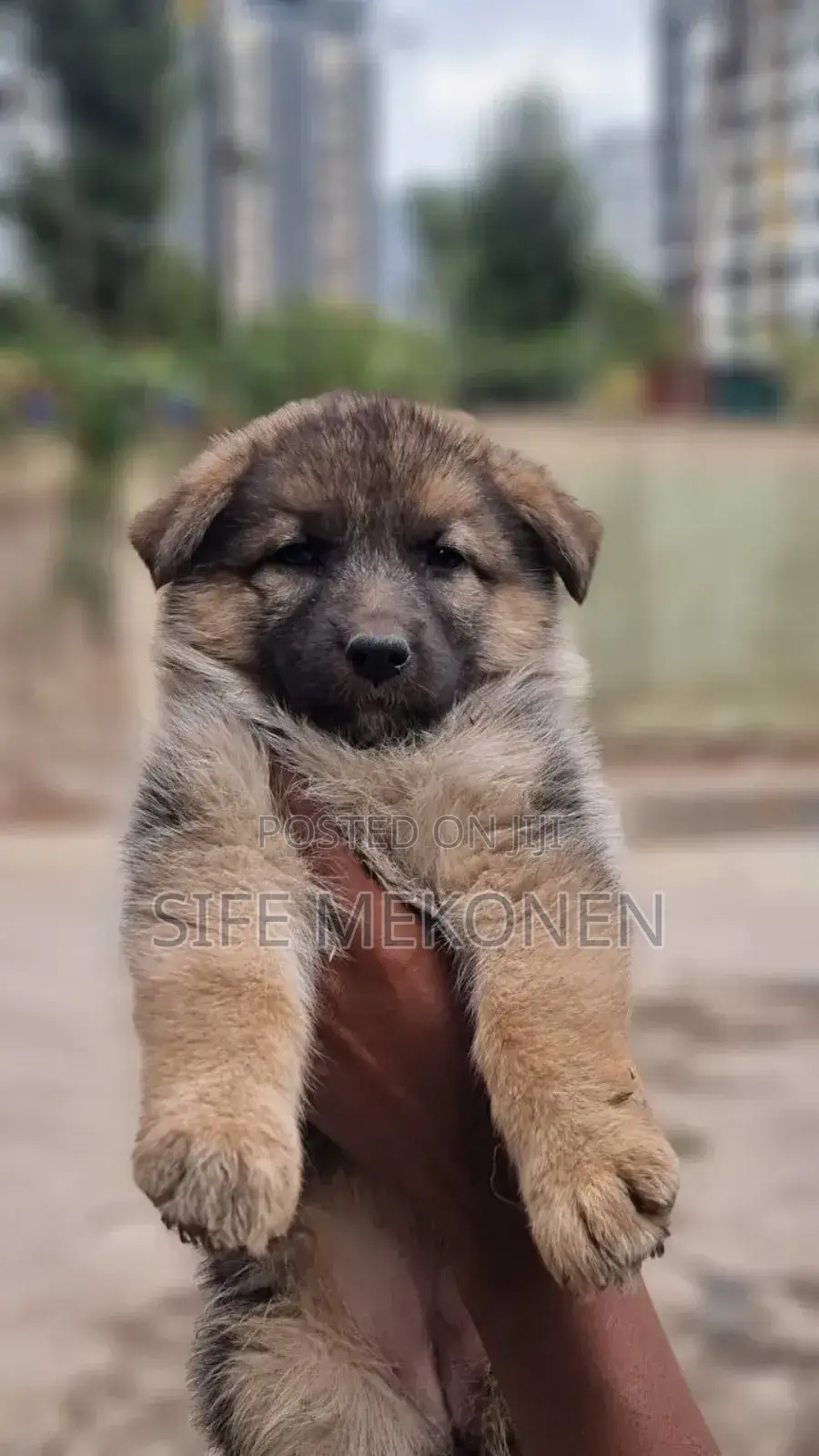 1-3 months Male Purebred German Shepherd