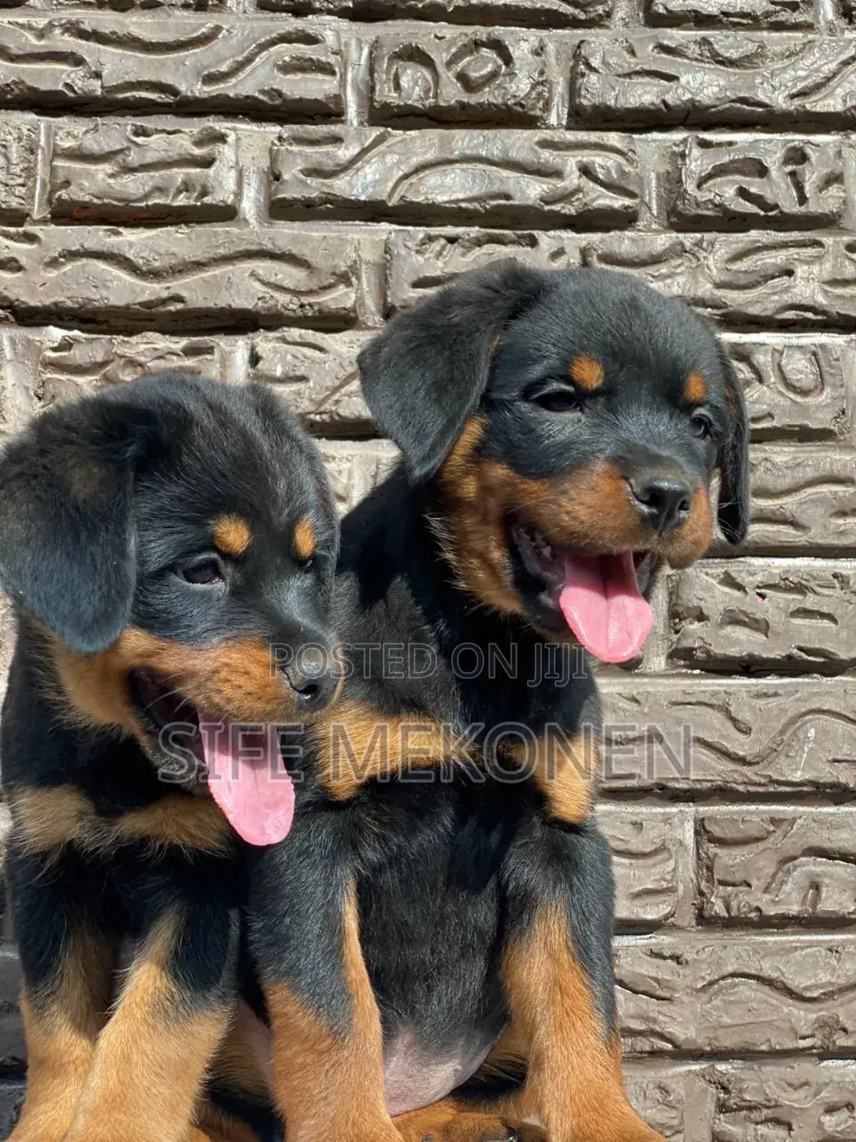 1-3 months Male Purebred Rottweiler