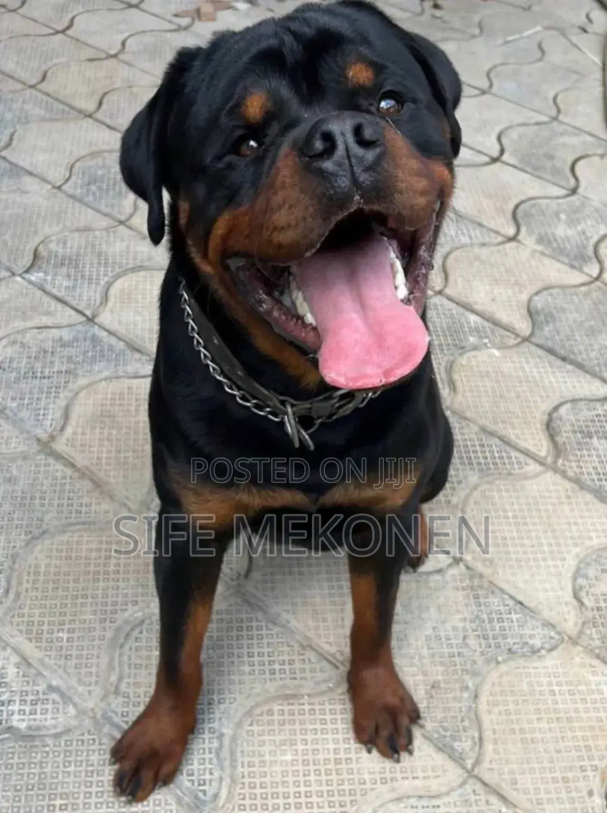 1-3 months Male Purebred Rottweiler