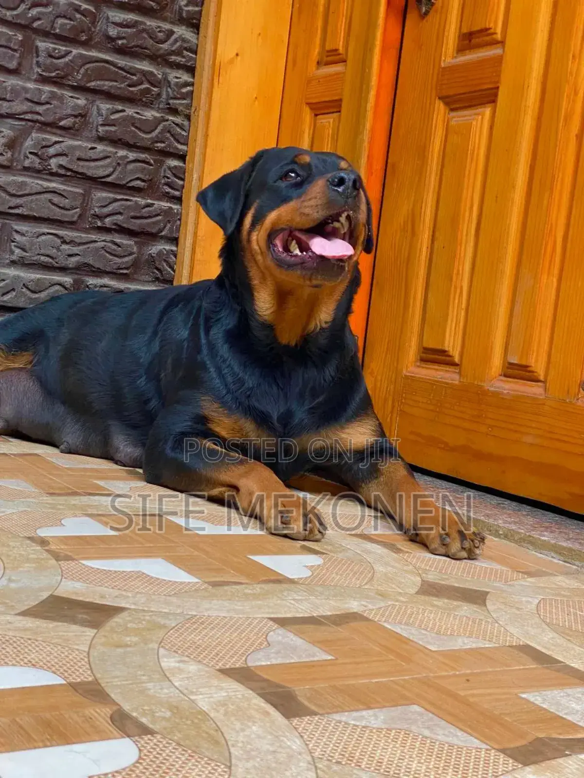 1-3 months Male Purebred Rottweiler