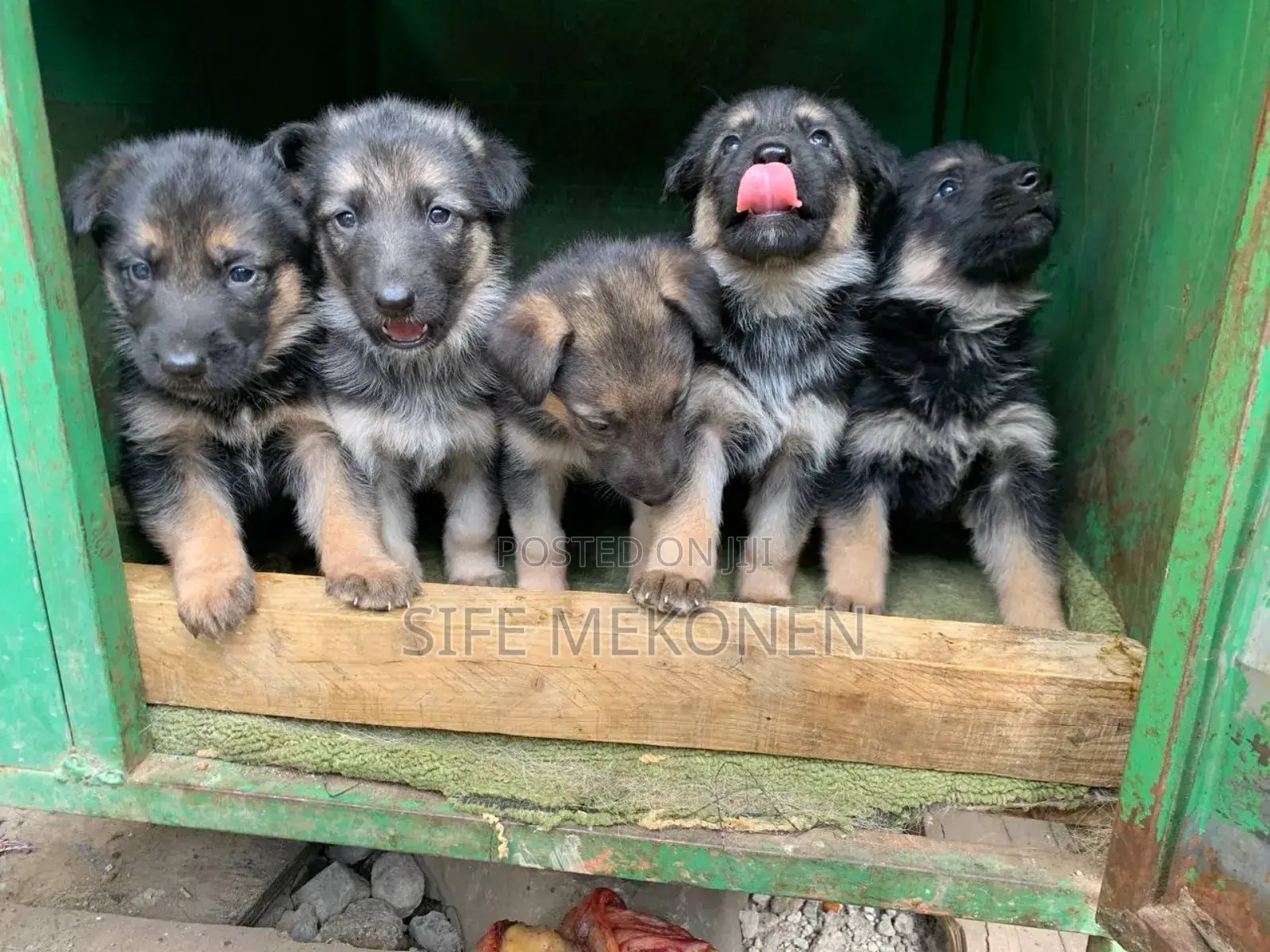 1-3 months Male Purebred German Shepherd
