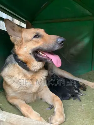 1-3 months Male Purebred German Shepherd