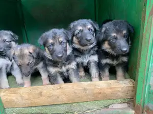 Photo - 1-3 months Male Purebred German Shepherd