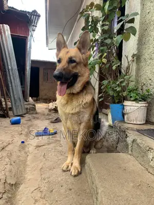1-3 months Male Purebred German Shepherd