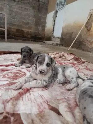 1-3 months Male Purebred Great Dane