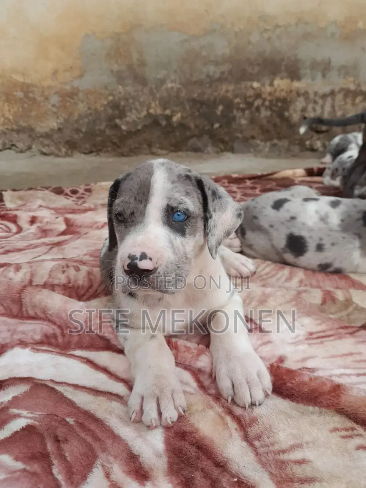 1-3 months Male Purebred Great Dane