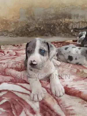 1-3 months Male Purebred Great Dane