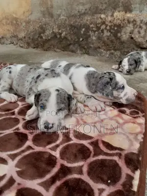 Photo - 1-3 months Male Purebred Great Dane