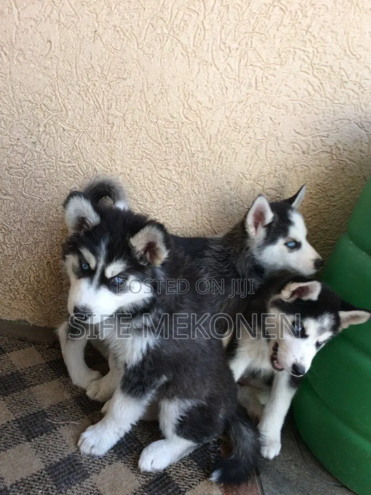 1-3 months Male Purebred Siberian Husky