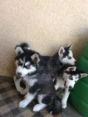 Photo - 1-3 months Male Purebred Siberian Husky