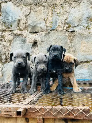 Photo - 1-3 months Male Purebred Bullmastiff