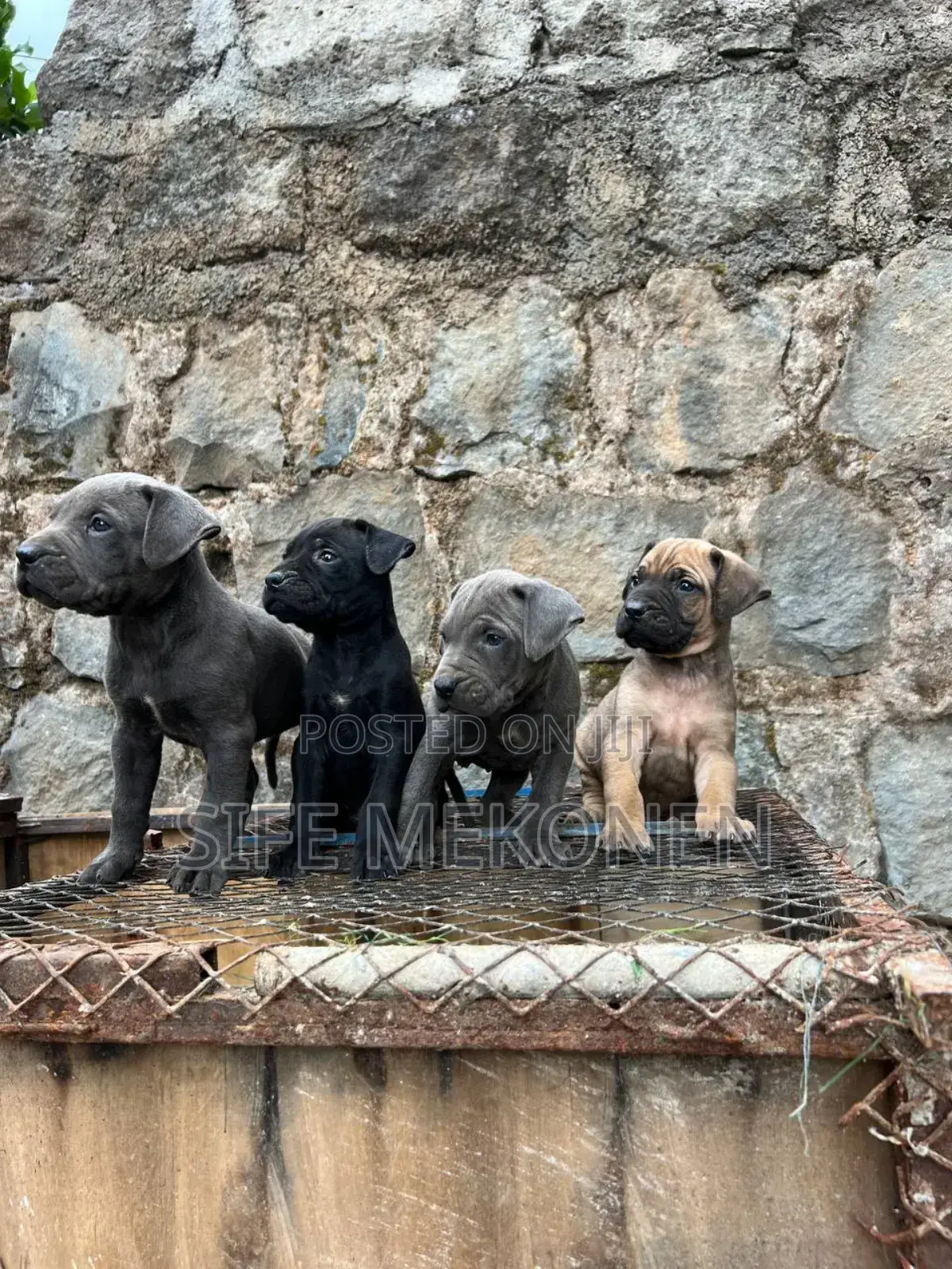 1-3 months Male Purebred Bullmastiff