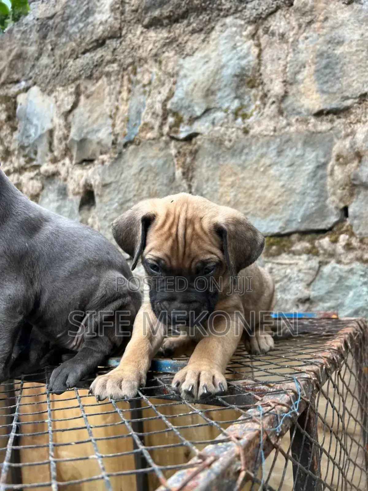1-3 months Male Purebred Bullmastiff