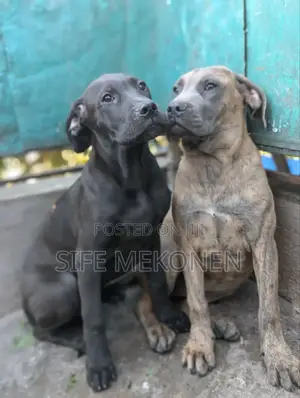 1-3 months Male Purebred Bullmastiff
