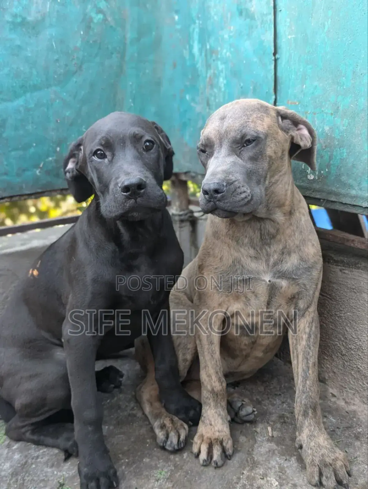 1-3 months Male Purebred Bullmastiff