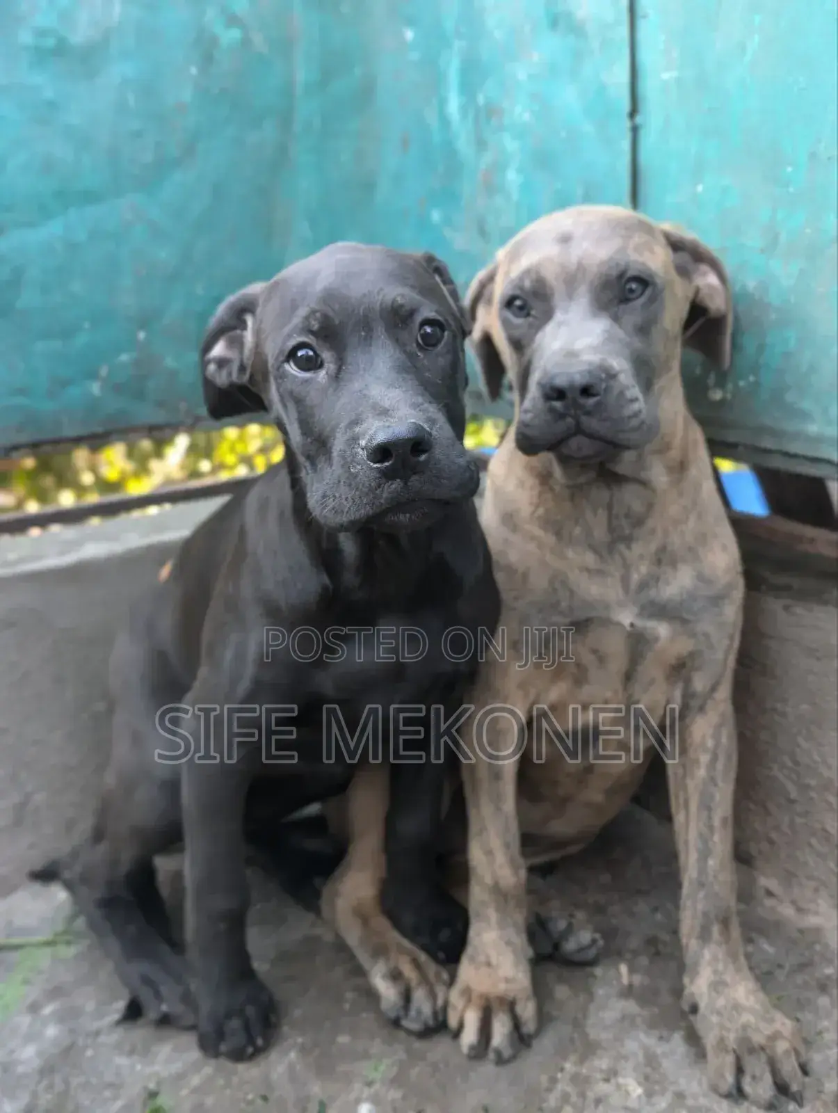 1-3 months Male Purebred Bullmastiff