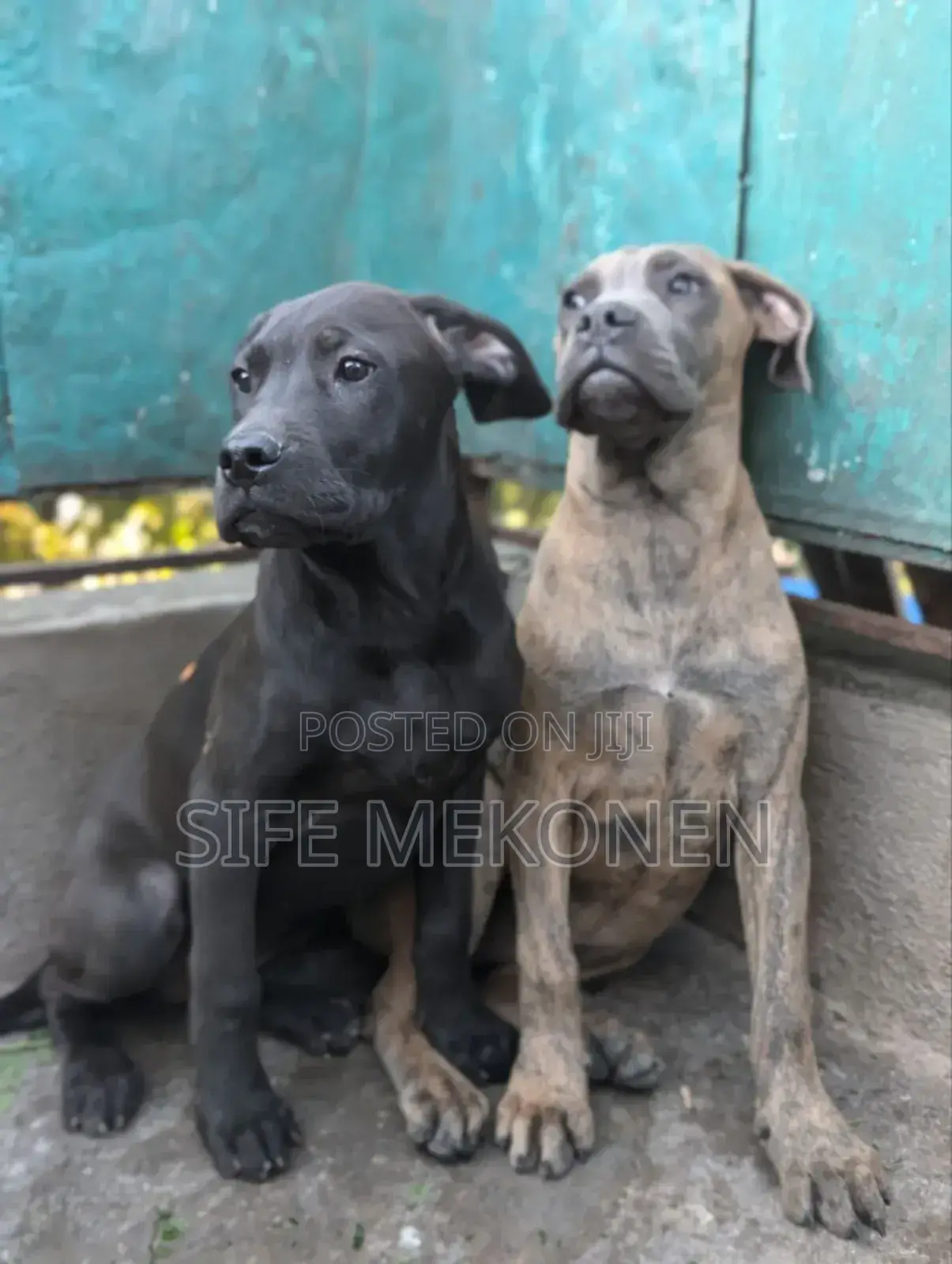1-3 months Male Purebred Bullmastiff