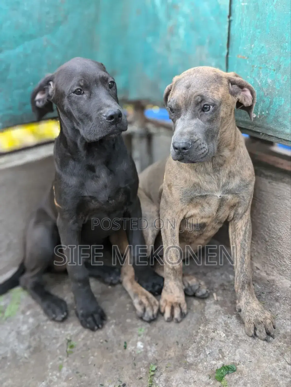 1-3 months Male Purebred Bullmastiff