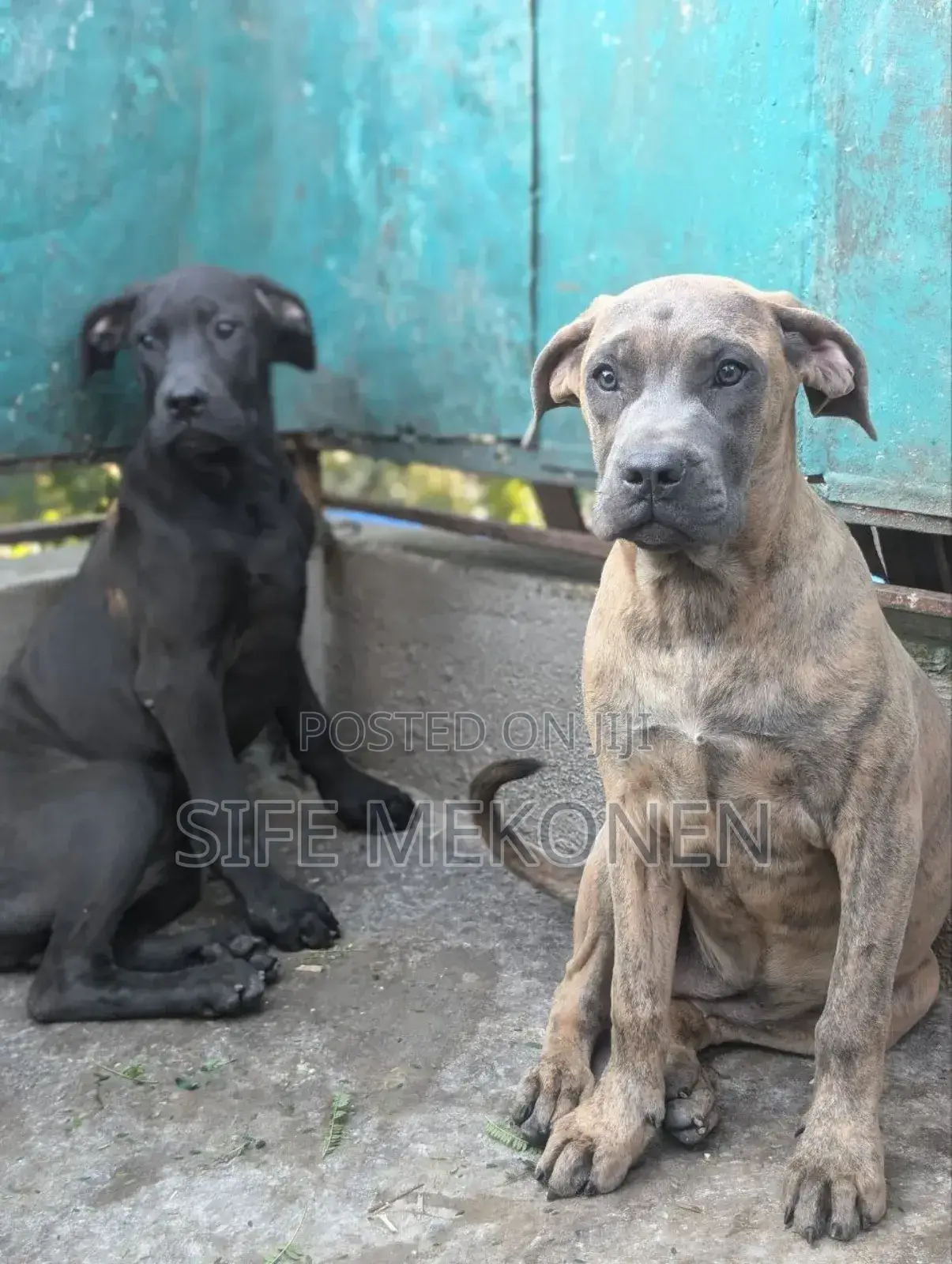 1-3 months Male Purebred Bullmastiff