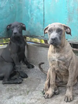 Photo - 1-3 months Male Purebred Bullmastiff