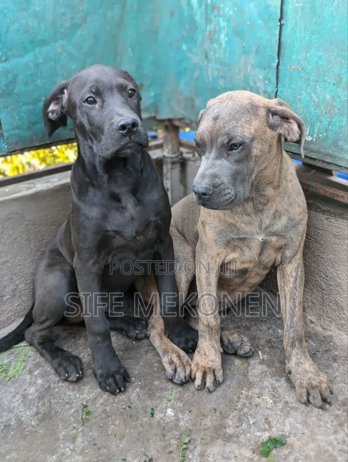 1-3 months Male Purebred Bullmastiff