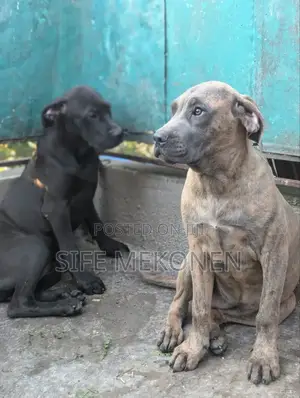 1-3 months Male Purebred Bullmastiff