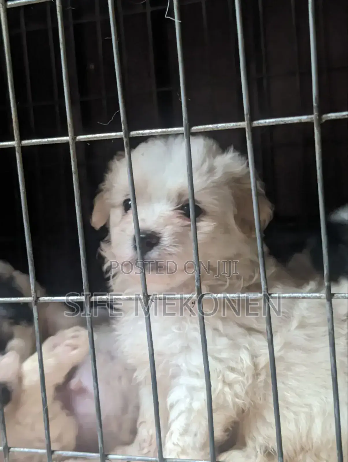 1-3 months Male Purebred Maltese