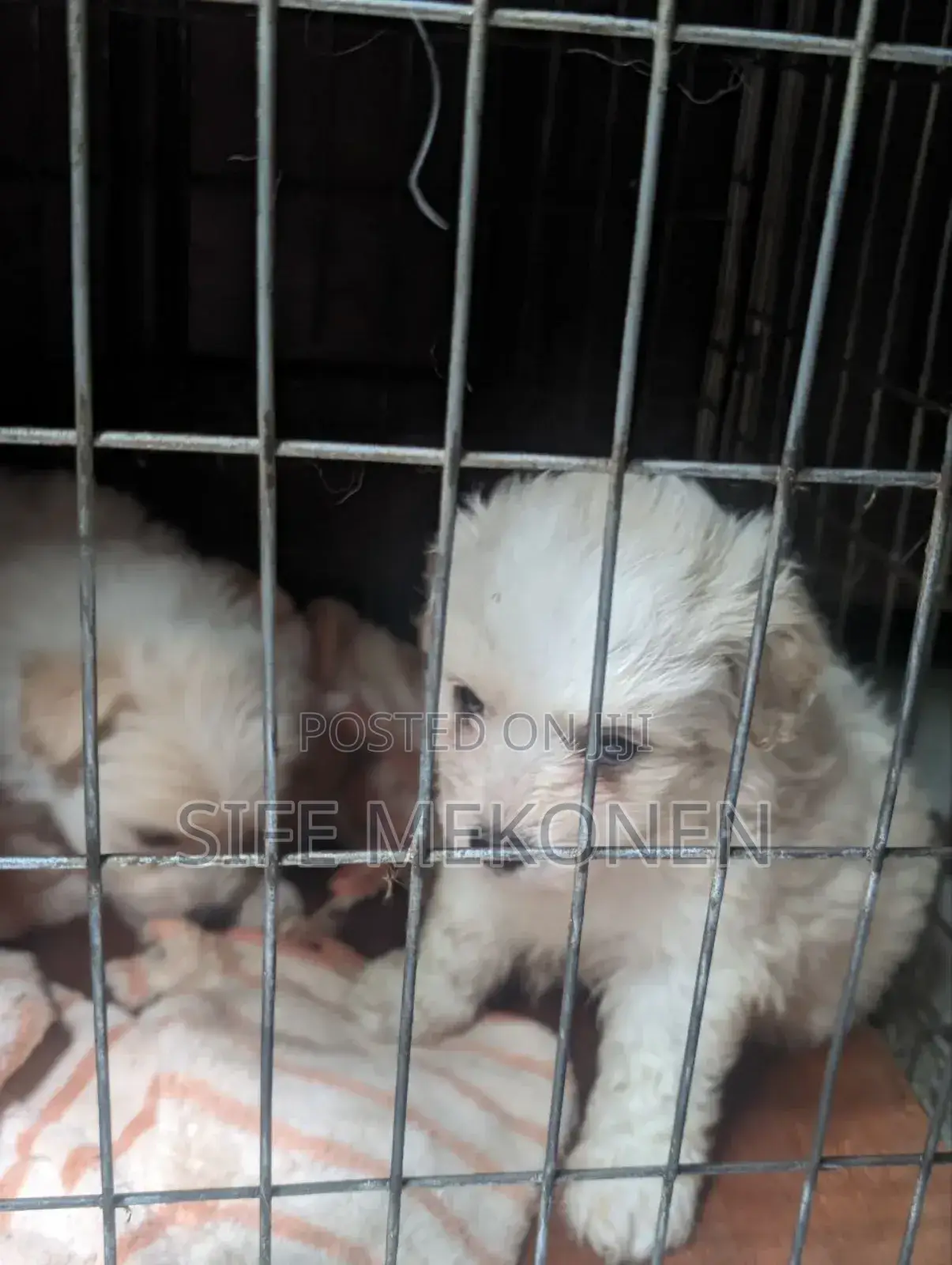 1-3 months Male Purebred Maltese