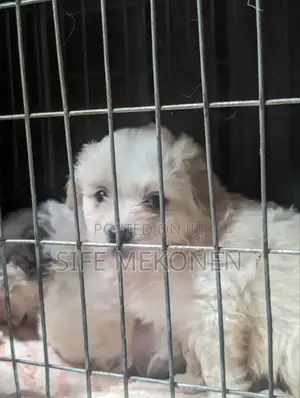 Photo - 1-3 months Male Purebred Maltese