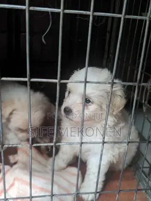 1-3 months Male Purebred Maltese