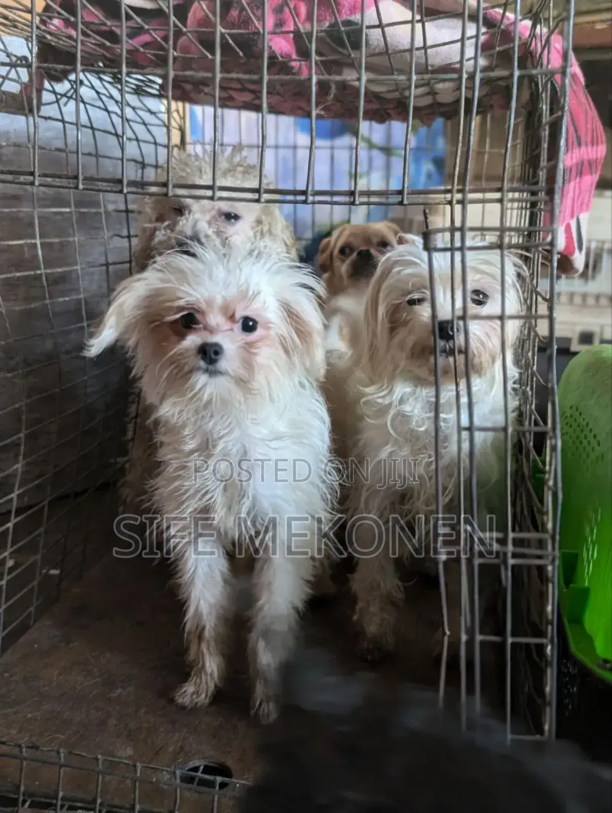 1-3 months Male Purebred Maltese