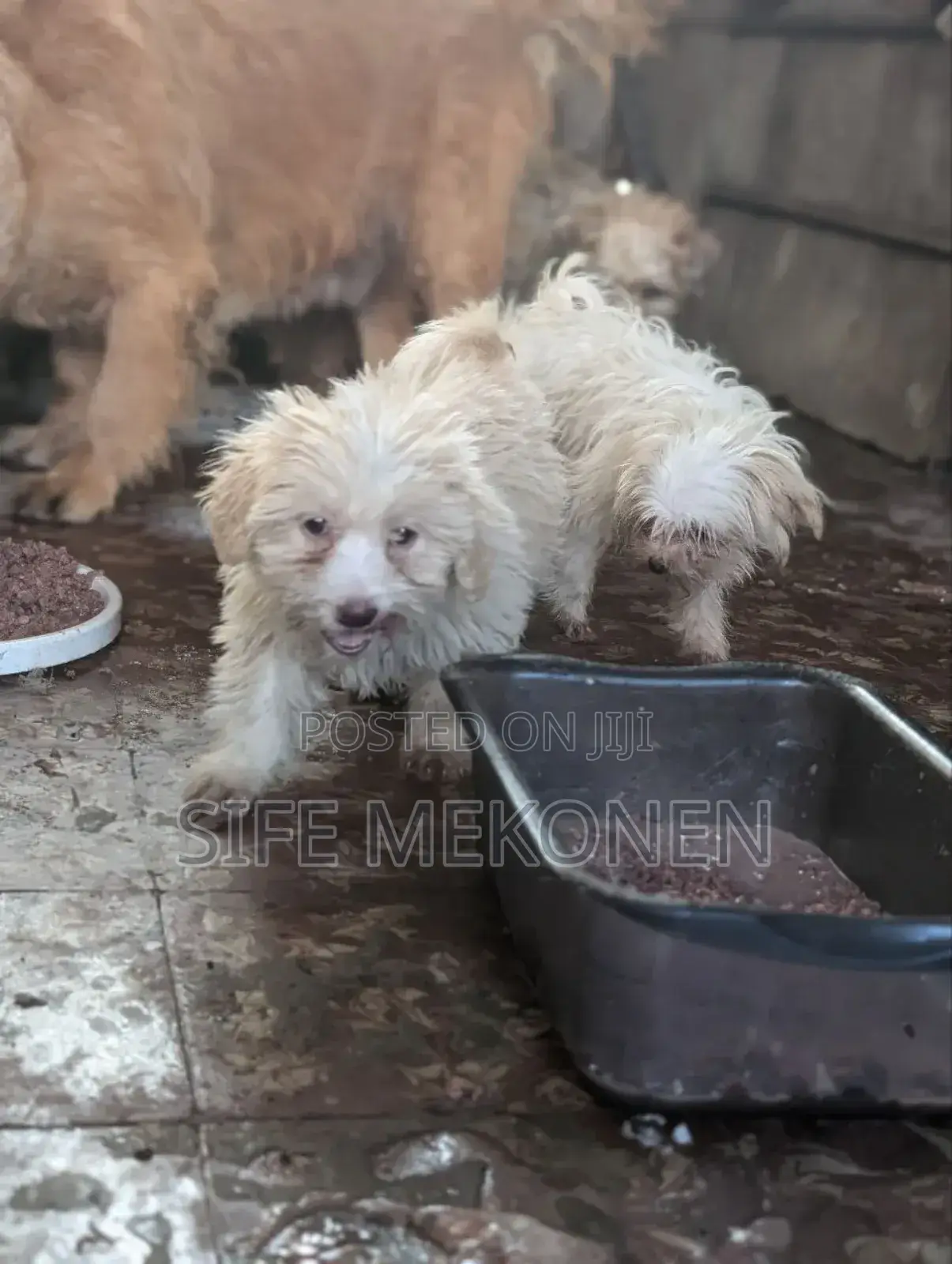 1-3 months Male Purebred Maltese