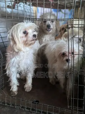 Photo - 1-3 months Male Purebred Maltese