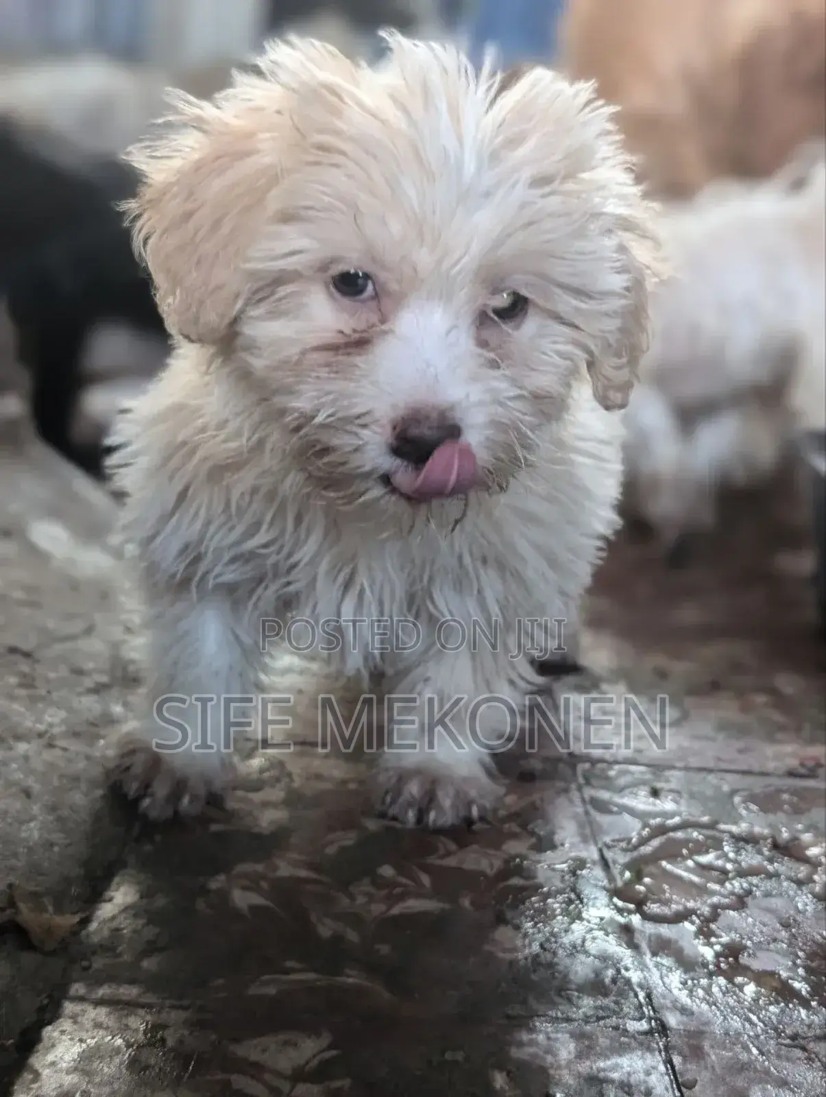 1-3 months Male Purebred Maltese