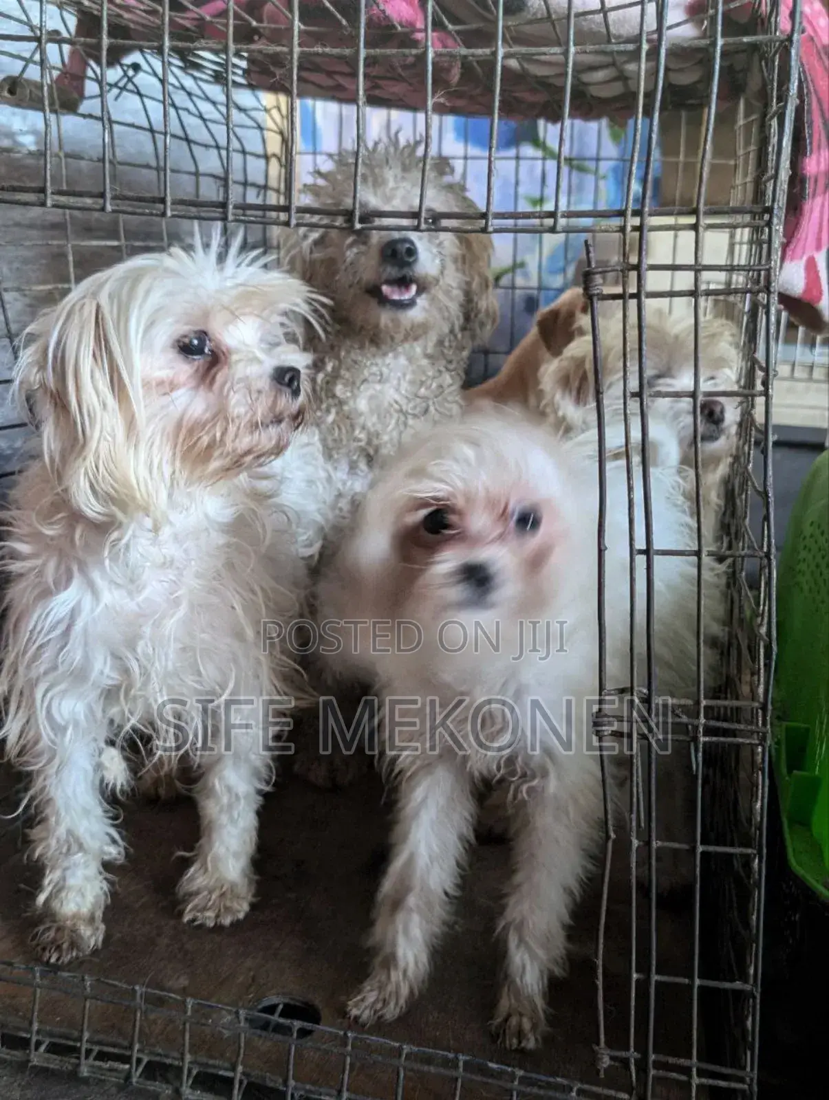 1-3 months Male Purebred Maltese