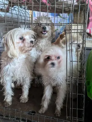 1-3 months Male Purebred Maltese