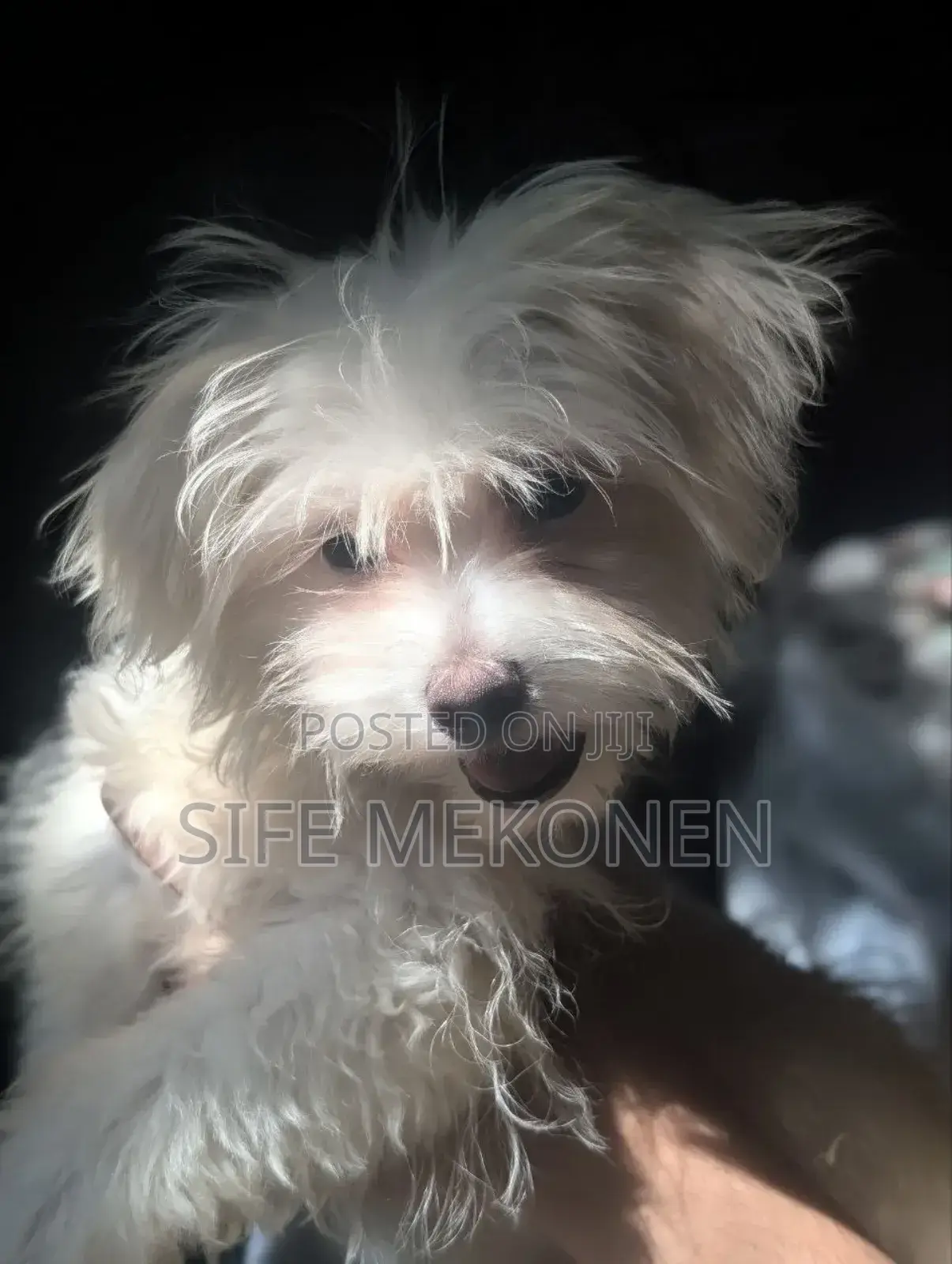 1-3 months Male Purebred Maltese