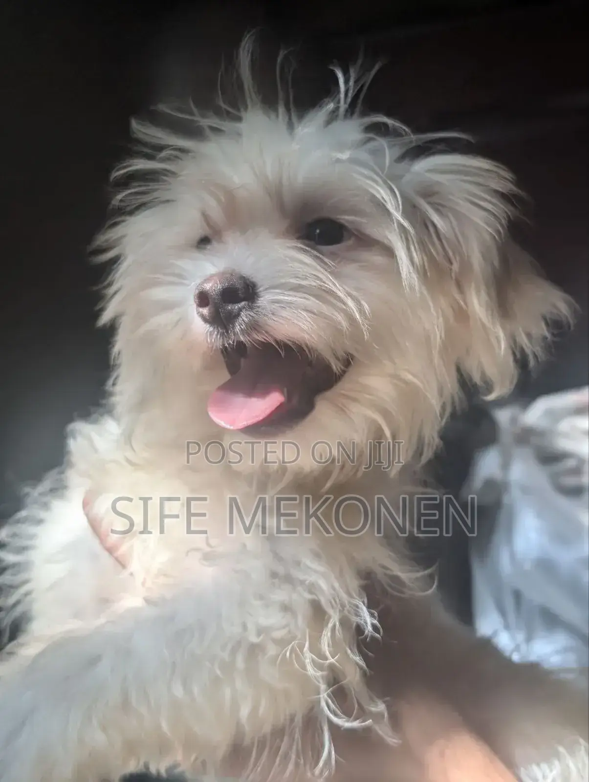 1-3 months Male Purebred Maltese