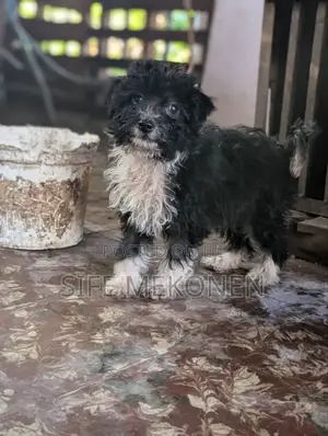 Photo - 1-3 months Male Purebred Poodle