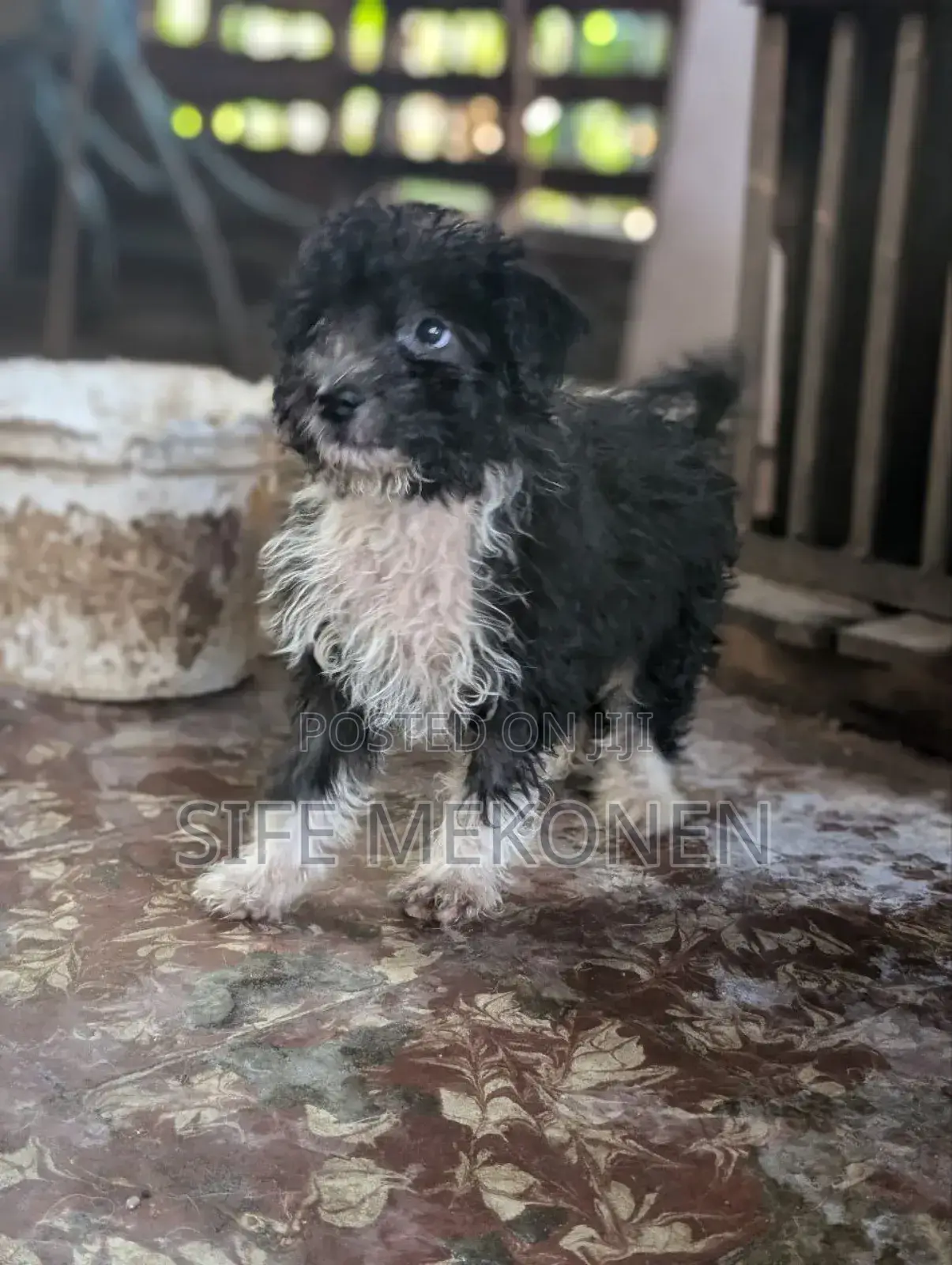 1-3 months Male Purebred Poodle