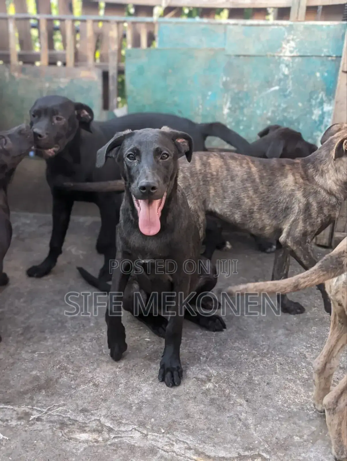 1-3 months Female Purebred American Pit Bull Terrier