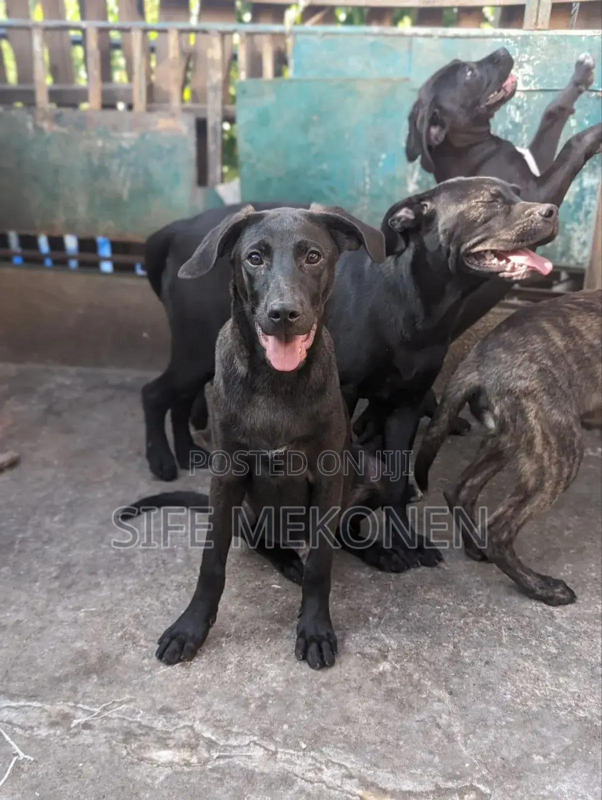 1-3 months Female Purebred American Pit Bull Terrier