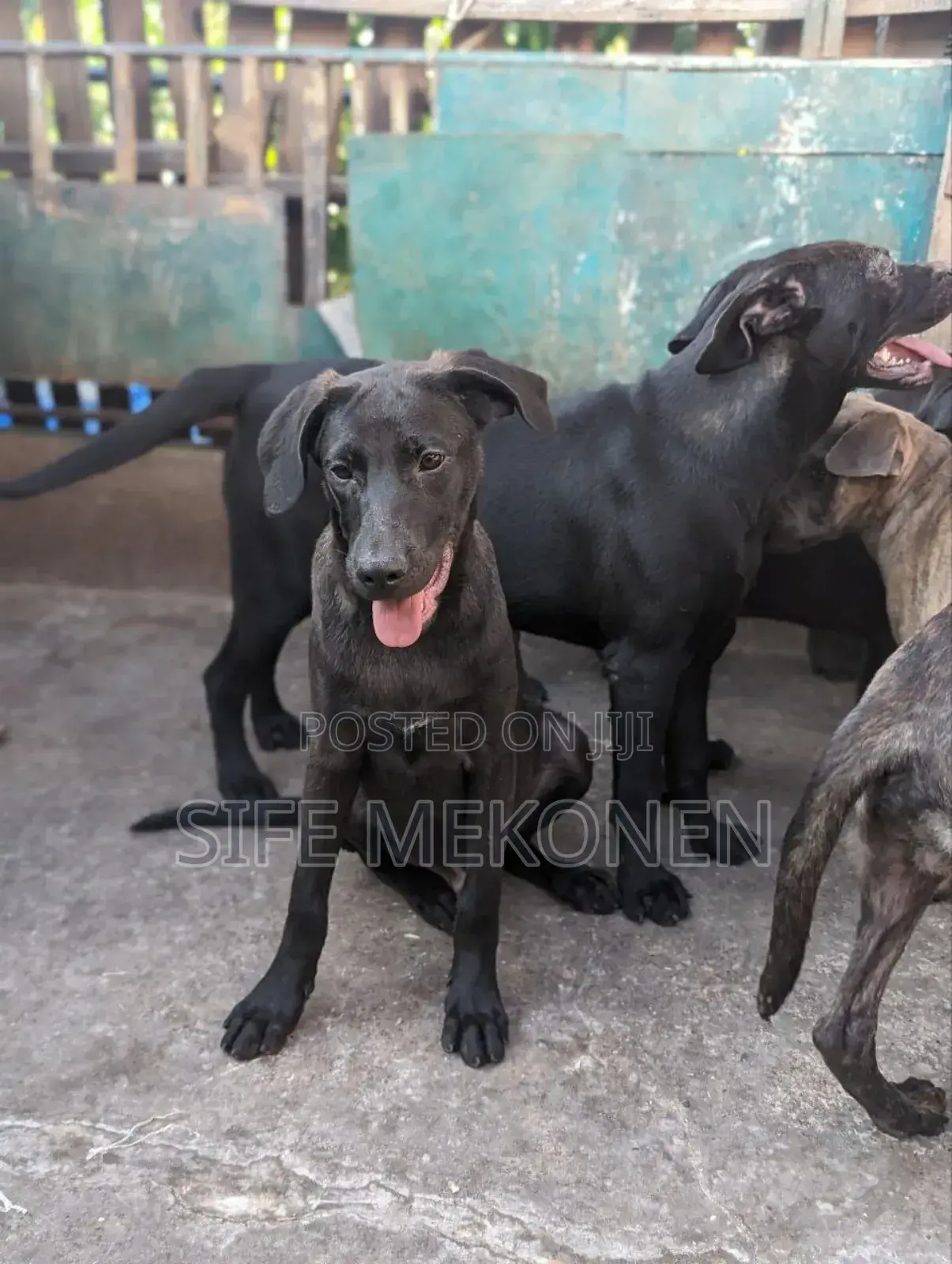 1-3 months Female Purebred American Pit Bull Terrier
