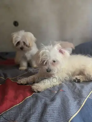 Photo - 1-3 months Male Purebred Maltese