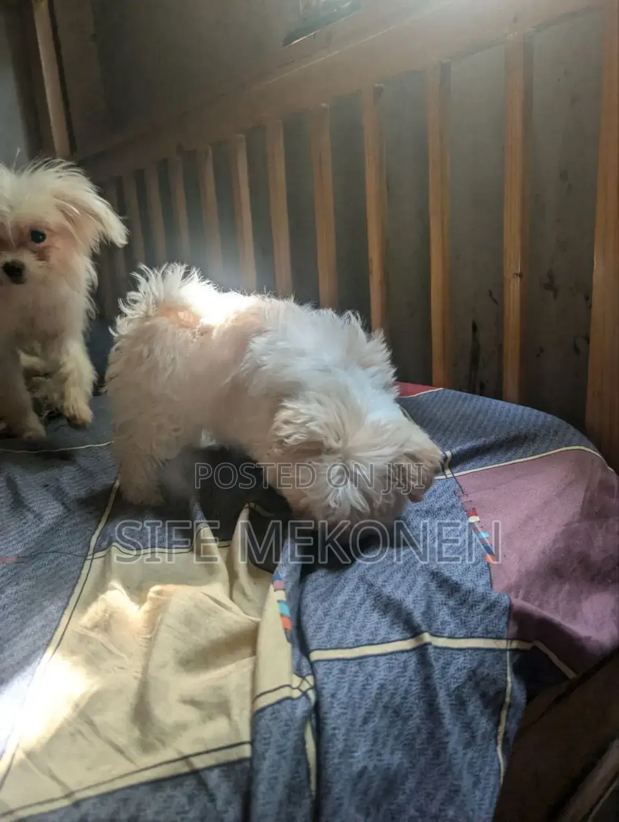 1-3 months Male Purebred Maltese