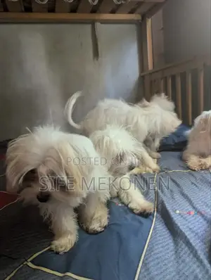 1-3 months Male Purebred Maltese