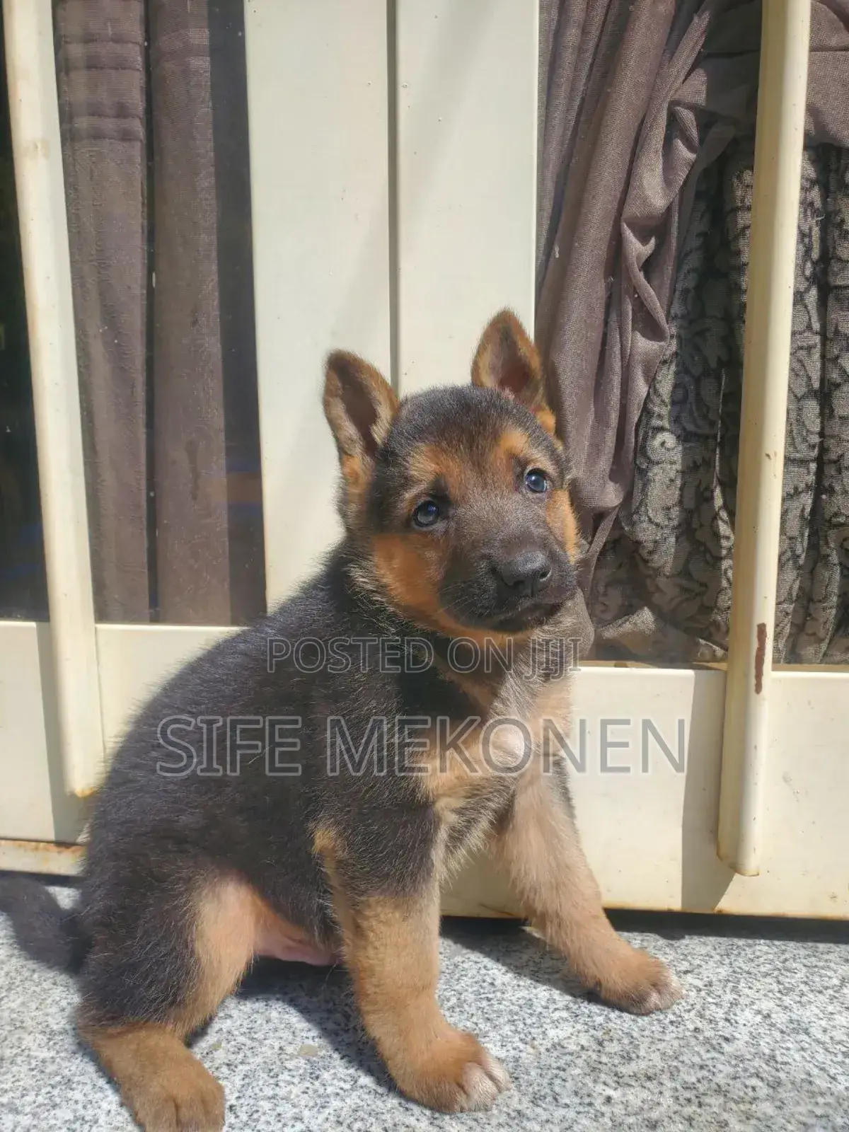 1-3 months Male Purebred German Shepherd