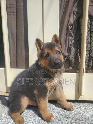 Photo - 1-3 months Male Purebred German Shepherd